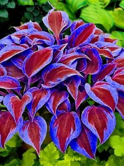 ฮอสต้า ใบแดงขอบม่วง / 50 เม็ด