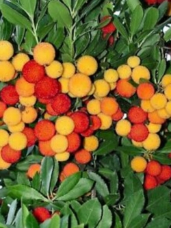 สตรอว์เบอรร์รีต้น / 20 เม็ด (Australia)