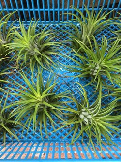 ต้นทิลแลนด์เซีย (Tillandsia) กระถางเล็ก / ต้น