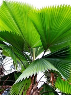 ปาล์มจีน หรือปาล์มเซี่ยงไฮ้ (Chinese Palm Tree) / 10 เม็ด (China)