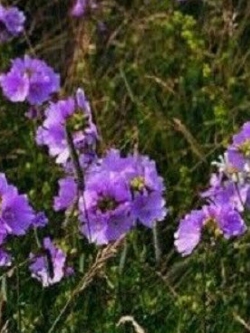 ชบาโสม (Musk Mallow) สีม่วง / 500 เม็ด (UK)