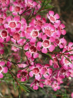 แวกซ์ฟลาวเวอร์ (Waxflower / Chamelaucium Uncinatum) ชมพู / 3 เม็ด (China)