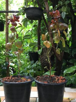 ต้นชบาเมเปิ้ล กระถาง สูง 40-50 ซม. / ต้น