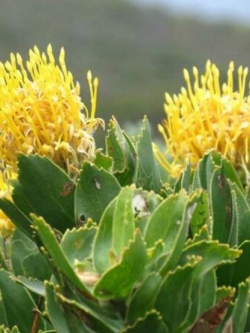 โพรเทีย / ลิวโคสเปอร์มัม (Protea / Leucospermum) สีเหลือง / 3 เม็ด (UK)