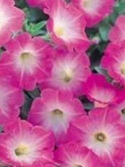 พิทูเนีย - โคโลรามา (Petunia Colorama) คละ / 1,500 เม็ด (UK)