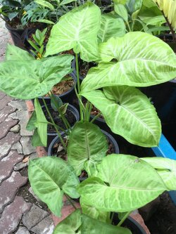 ต้นออมทอง กระถาง 6 นิ้ว (M)