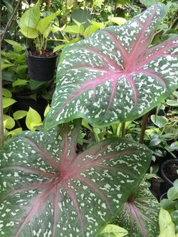 ต้นบอน นกกระทา กระถาง 8 นิ้ว