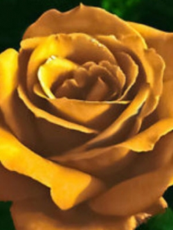 กุหลาบ สีทอง (Golden Rose) / 50 เม็ด (หายาก)