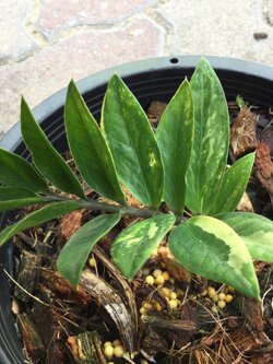 ต้นกวักมรกตแคระด่าง กระถาง 8 นิ้ว / ต้น