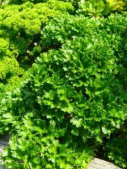 พาร์สลีย์-มอส เคิร์ล (Parsley) / 3,000 เม็ด (UK)