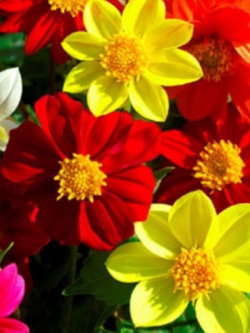 ดาห์เลีย (Dahlia - Mingnon) คละ / 130 เม็ด (UK)