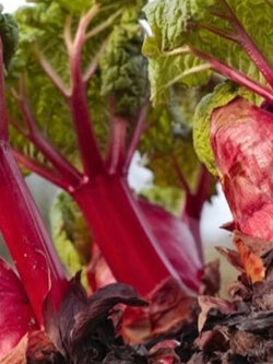 รูห์บาบแดง / รูห์บับแดง (Rhubarb Glaskins Perpetual) / 20 เม็ด (UK)