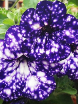พิทูเนีย บลู สกาย (Blue Sky Petunia) สีน้ำเงิน-ม่วงด่าง / 200 เม็ด (หายาก)