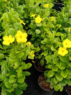 ต้นจันทร์กระจ่างฟ้า กระถาง 10 นิ้ว ทรงพุ่มสวย