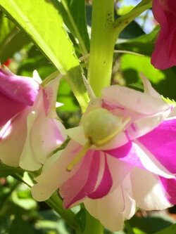 เทียนกุหลาบ เทียนซ้อน เทียนฝรั่ง ดอกซ้อน คละ / 40 เม็ด