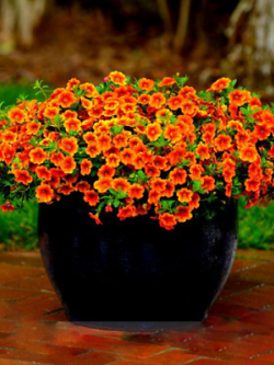 คาลิบราโคว์ - คาบลูม เครฟ (Calibrachoa - Kabloom Crave) สีส้ม / 200 เม็ด