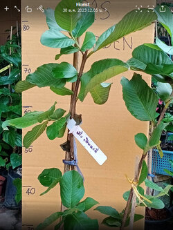 ต้นพันธุ์ฝรั่ง พันธุ์หงเป่าสือ กิ่งตอน สูง 50-80 ซ.ม. / ต้น