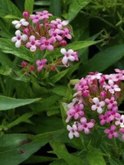 ต้นเข็มชมพูนุช ดอกสีชมพู กระถาง 8 นิ้ว สูง 30-50 ซ.ม.