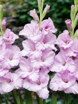 แกลดิโอลัส (Gladiolus) สีชมพูอ่อน ดอกใหญ่ / 100 เม็ด