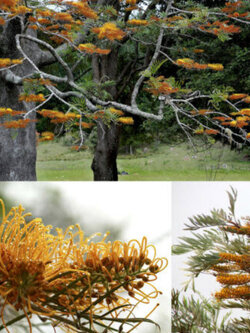 ออสเตรเลียน ซิลเวอร์ โอ๊ค (Australian silver oak) / 10 เม็ด (Portugal)