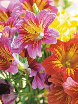 ซาลพิกลอสซิส (Salpiglossis sinuata /Painted Tongue) คละ / 200 เม็ด (นอก)