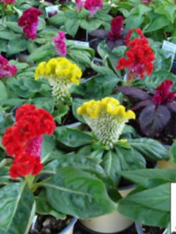 หงอนไก่ (cockscomb) คละสี / 200 เม็ด (Hungary)