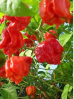 พริกโครตเผ็ด อันดับ 1 Carolina Reaper / 50 เม็ด+ (China)