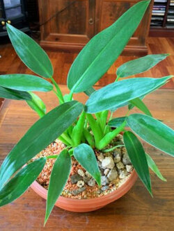 ฟิโลเดนดรอน ก้านป่อง / 50 เม็ด (Australia)