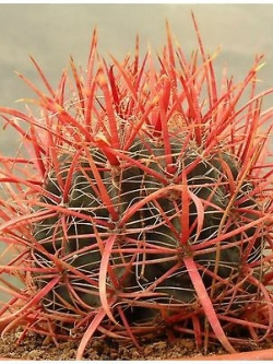 เฟอโรแคคตัส โคโลราตัส (Ferocactus Coloratus) / 5 เม็ด (Italy)
