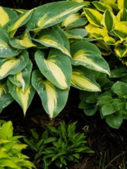 ฮอสต้า (Hosta) คละแบบ / 12 เม็ด (UK)