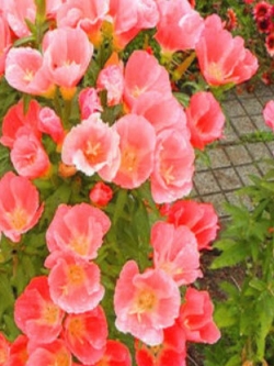 ก็อดดีเทีย (Godetia) ดอกซ้อน สีแซลมอน / 1,600 เม็ด (UK)