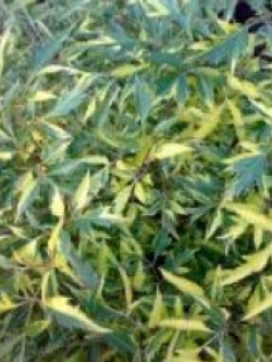 ต้นเล็บครุฑฝอยทองด่าง กระถาง สูง 30 - 50 ซ.ม. / ต้น