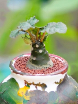 มะพร้าวทะเลทราย (Dorstenia Crispa) / 25 เม็ด (Vietnam)