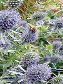 ซี ฮอลลี่ (Sea Holly) / 500 เม็ด (UK)