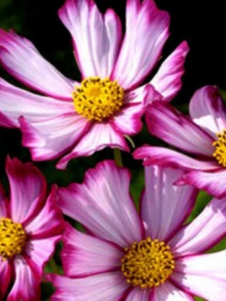 ดาวกระจาย เซ็นเซชั่น พิโคที (Cosmos - Sensation Picotee) / 100 เม็ด (UK)*