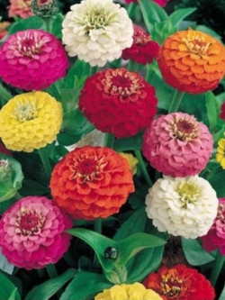 บานชื่น (Zinnia Liliput) คละ / 50 เม็ด (Ukraine)