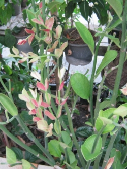 ต้นนกน้อยนำโชค (ตัวเมืย) สูง 70-80 ซ.ม. / ต้น