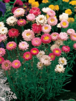 ดอกกระดาษ (Straw flower) คละ / 50 เม็ด (Australia)