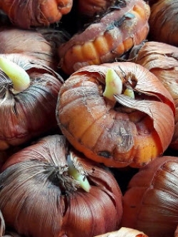 หัวแกลดิโอลัส (Gladiolus) คละ ขนาดกลาง / ชุด 5 หัว