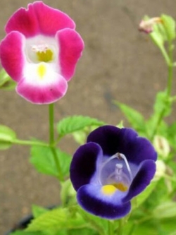 แววมยุรา (Torenia - F2 Wishbone) คละ / 12 เม็ด (UK)