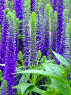 สไปค์ สปีดเวลล์ (Spike Speedwell) / 1,200 เม็ด (China)