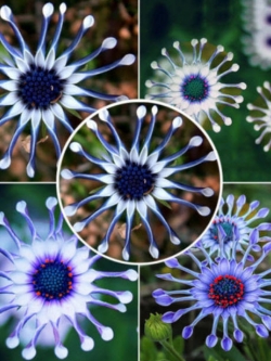 เบญจมาศ Blue Eye Chrysanthemum / 50 เม็ด