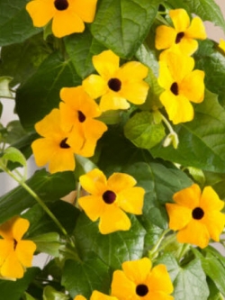 แววตา (Black Eyed Susan) เหลือง / 50 เม็ด