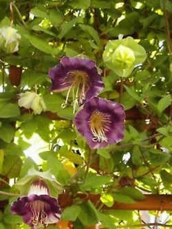 แคทเธอดรัล เบลล์ (Cathedral Bells) สีม่วง / ซอง 5 เม็ด (Ukraine)