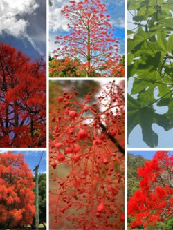 เพลิงภาณุ (Illawarra Flame Tree) / 10 เม็ด (Portugal)