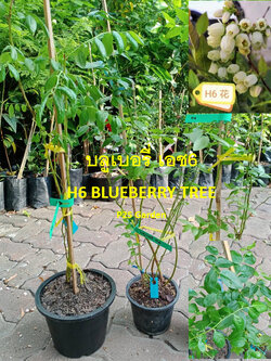 ต้น บลูเบอรี่ Blueberry สายพันธุ์ H6 ต้นเพาะเนื้อเยื่อ อายุต้น 3 ปี+ สูง 30-60 ซ.ม.