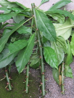 กิ่งกุหลาบพุกาม ตัดสด ยาว 15-20 ซ.ม./ มัดละ 5 ท่อน