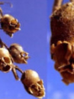 ดอกลิ้นมังกร (Snapdragon) / 100 เม็ด