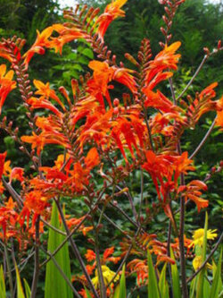 โครคอสเมียร์ (Crocosmia) สีส้ม / 25 เม็ด (Malta) *