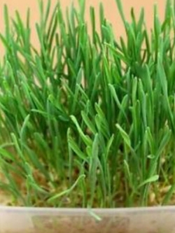 หญ้าแมว (Cat Grass) / 1600 เม็ด (นอก)